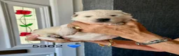 White Swiss Shepherd dogs for sale: Absolutely gorgeous  - Advert 7