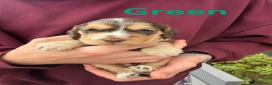 Green (Morris)