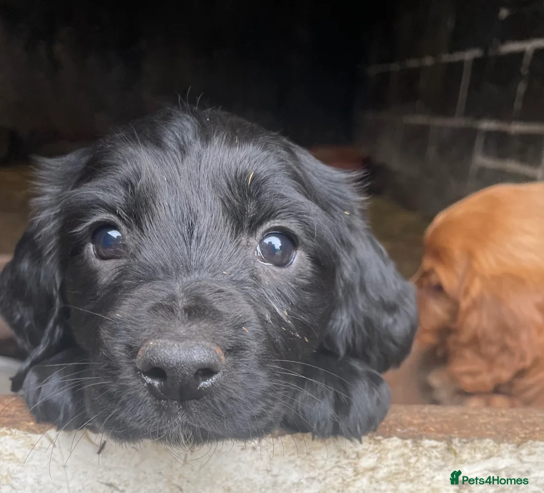 Cocker Spaniel dogs for sale: Beautiful black bitch puppy  - Advert 1