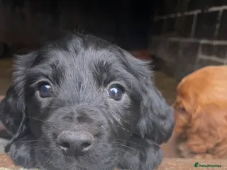 Cocker Spaniel dogs Beautiful black bitch puppy - Advert 4