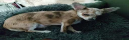 Chihuahua dogs for sale: Chihuahua girl blue+lilac merle on cream 5m - Advert 8