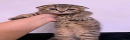Scottish Fold cats for sale: The Stunning Scottish Fold kittens are ready - Advert 33
