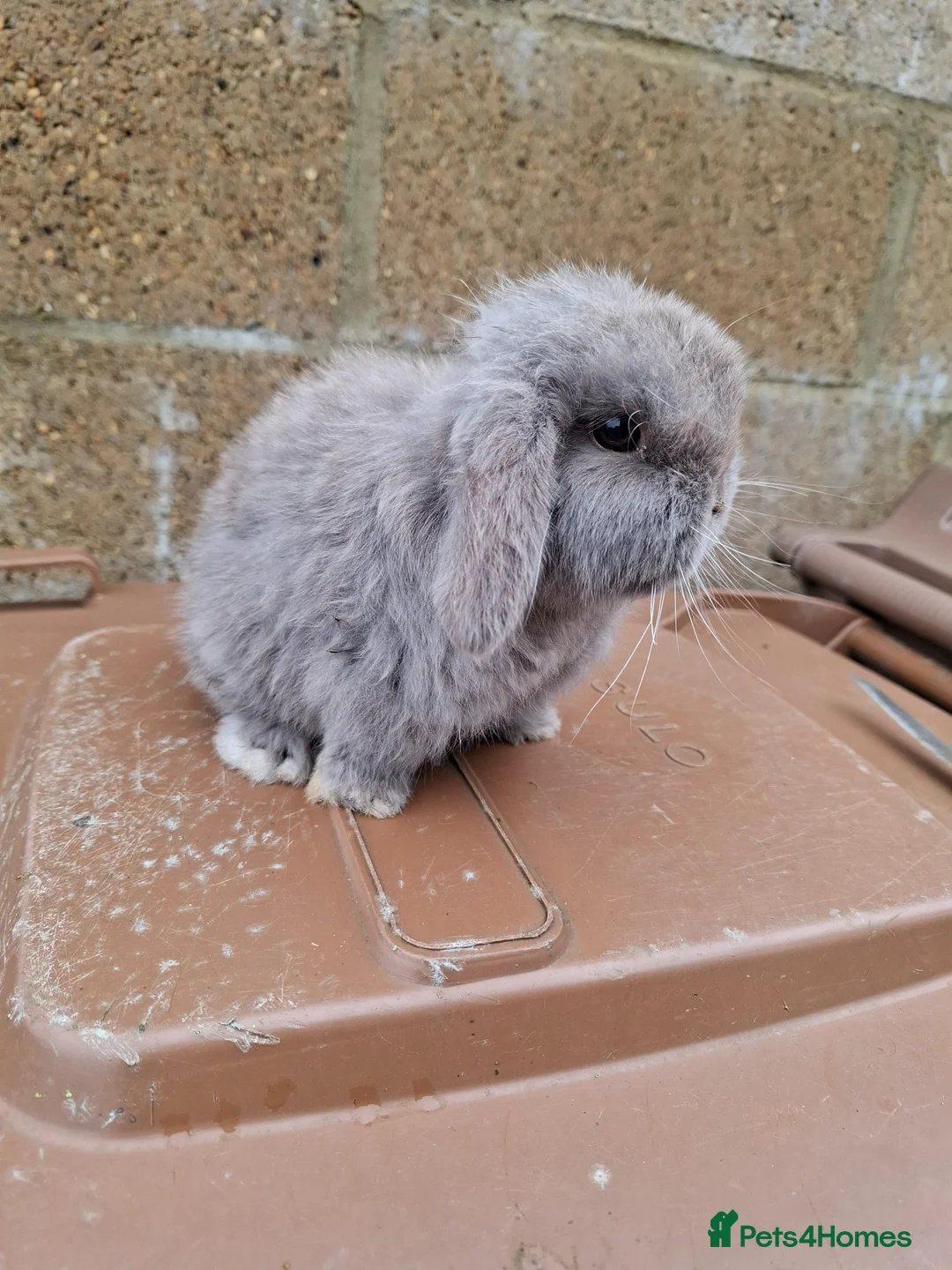 Mini Lop rabbits for sale: Mini lop boy - Advert 2