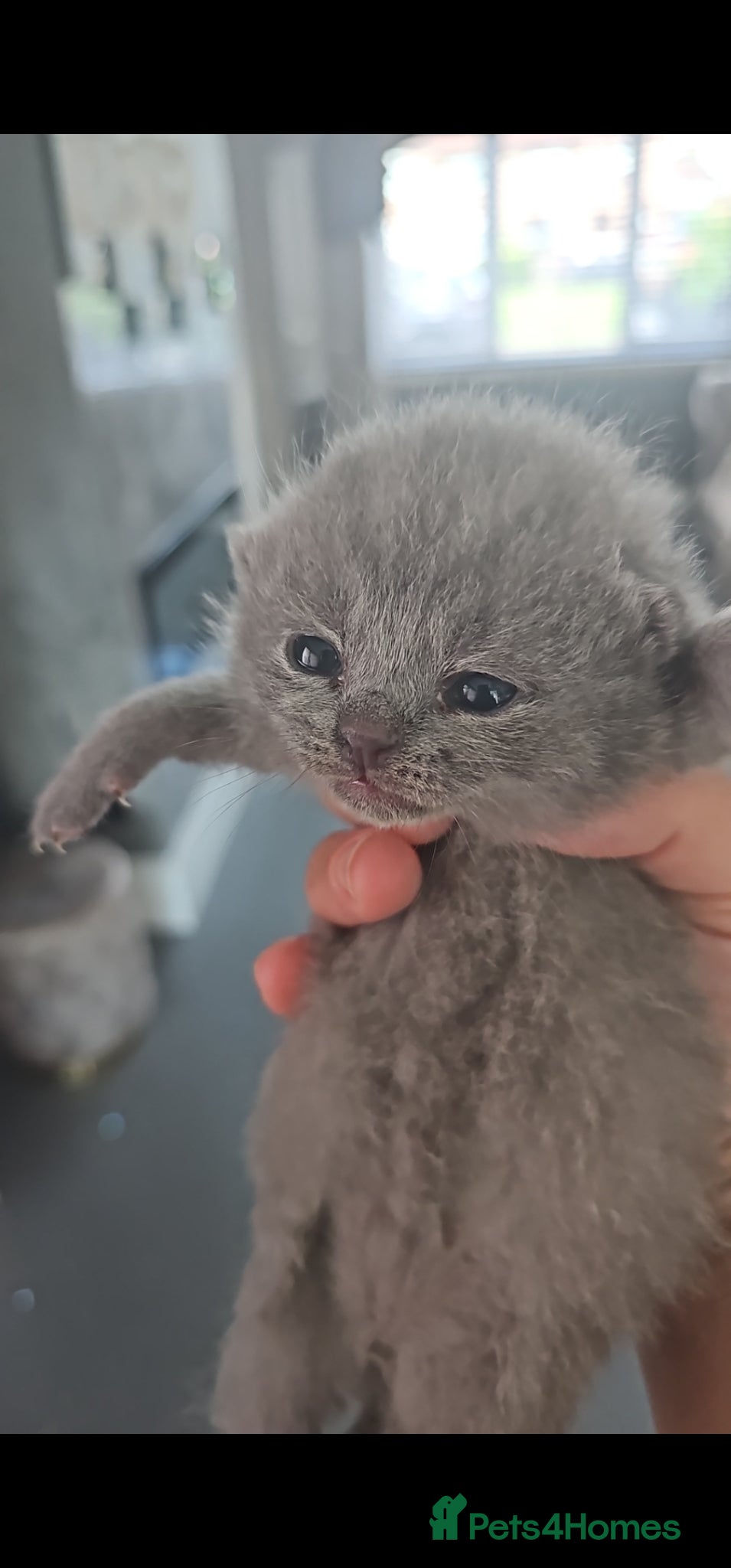British Shorthair Kitten 2