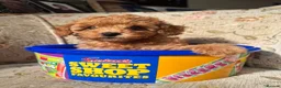 Toy Poodle dogs for sale: Beautiful Toy Poodle Puppies – Leeds in Leeds - Advert 12
