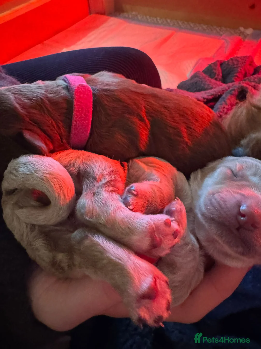 Mixed Breed dogs for sale: Stunning Irish Cockapoodledo's........ - Advert 6