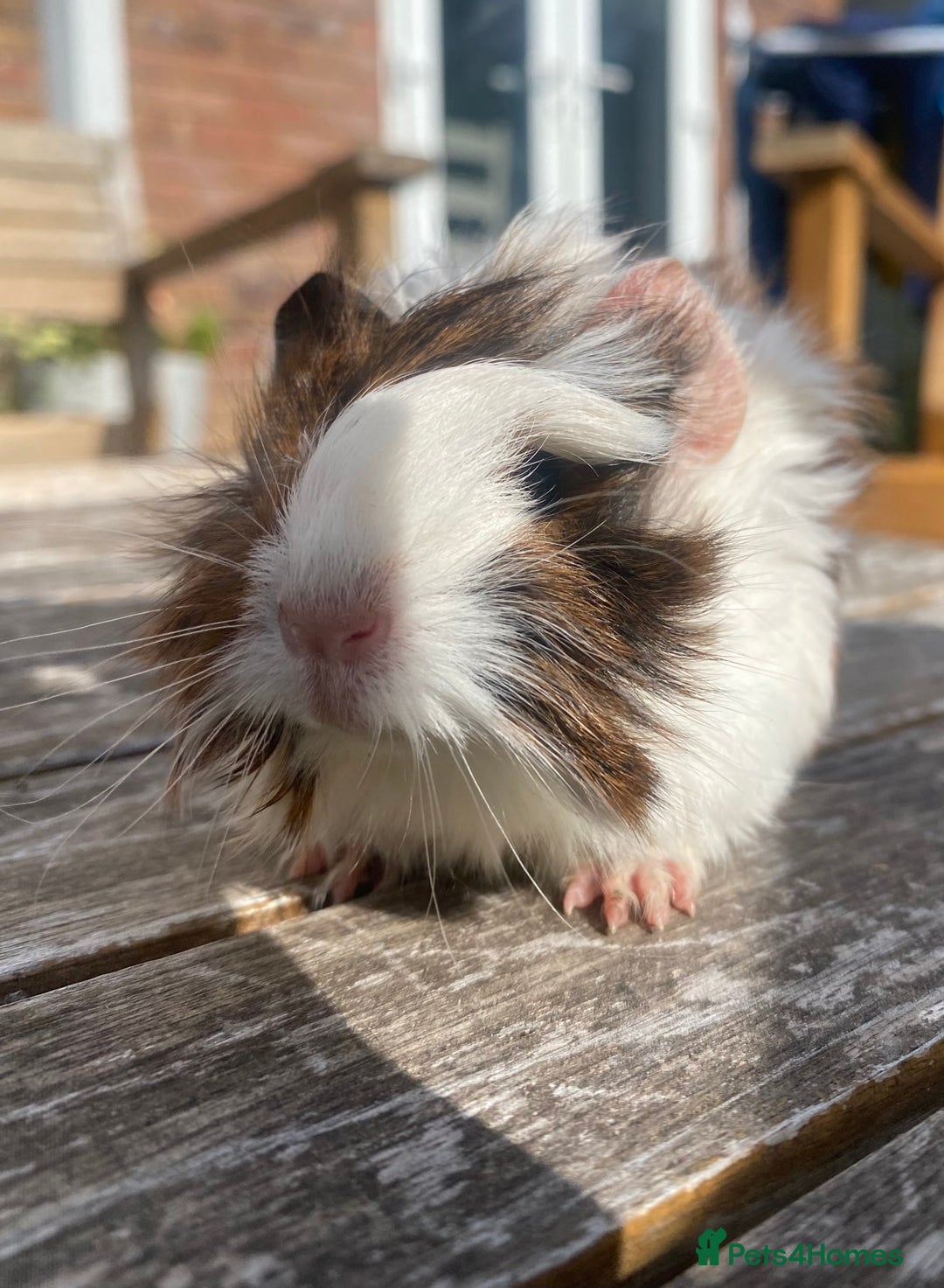 Guinea Pig rodents for sale: Abyssinian long haired  - Image 11