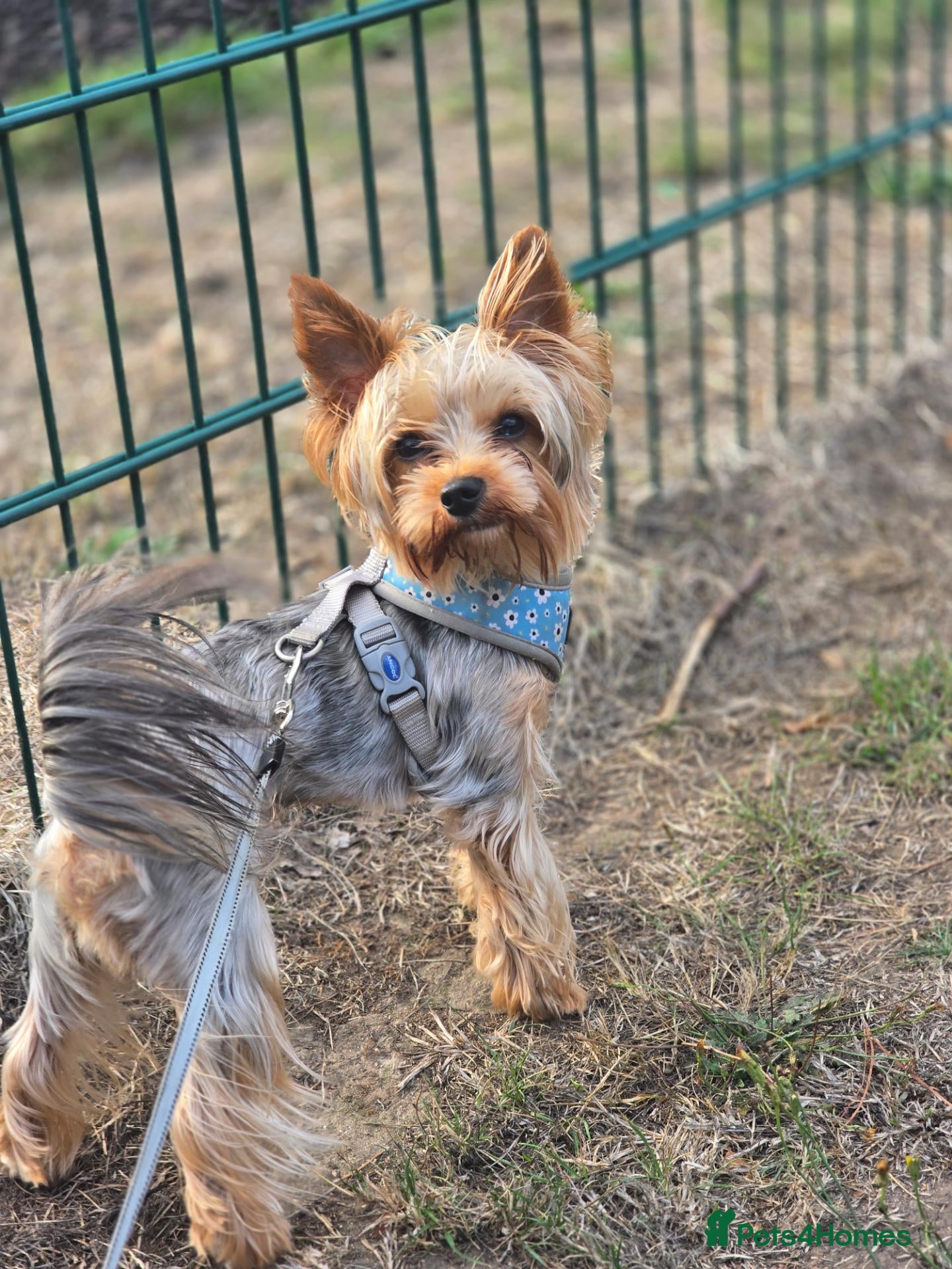 Yorkshire Terrier dogs Handsome Yorkie Max - Advert 8