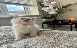 Ragdoll cats for sale: Female lilac point Ragdoll kitten - Image 2