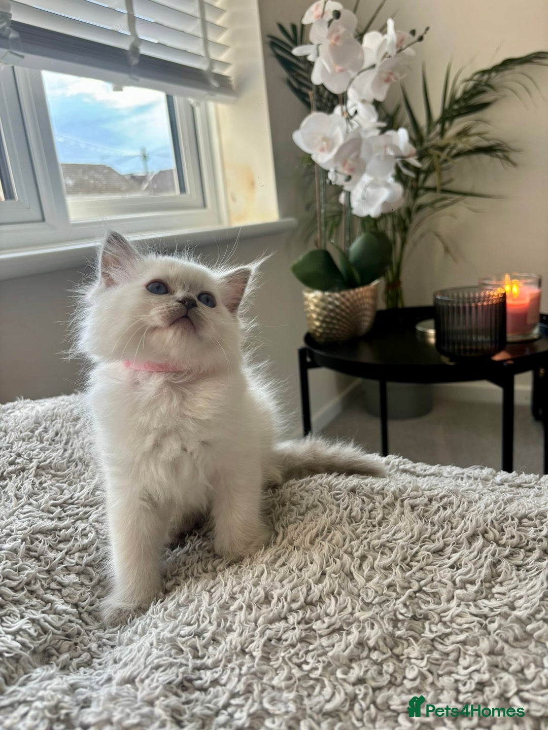 Ragdoll cats for sale: Female lilac point Ragdoll kitten - Image 2