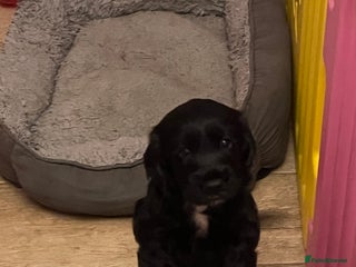 Cocker Spaniel dogs Adorable cocker spaniel Bitch - Advert 2