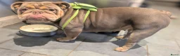 English Bulldog dogs for sale: Female neutered Pedigree English Bulldog   in Lincoln - Advert 5