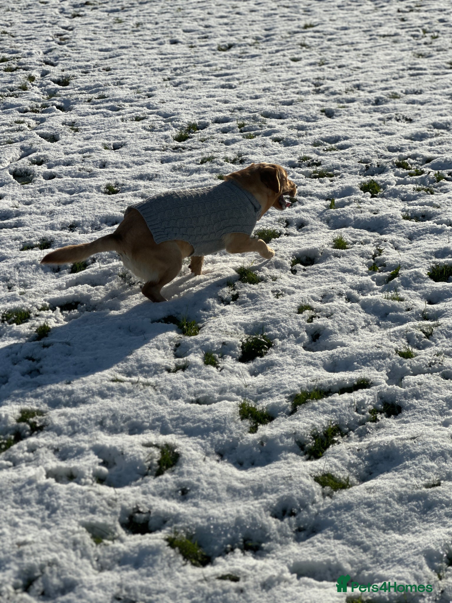 Labrador Retriever dogs Maya is looking for new family  - Advert 2