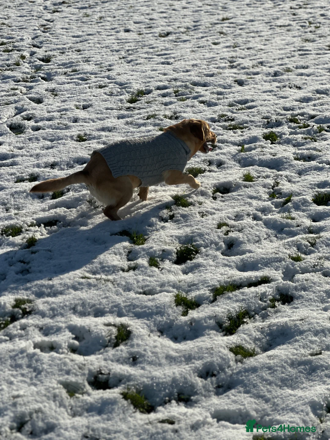 Labrador Retriever dogs for sale: Maya is looking for new family  in Lincoln - Advert 1