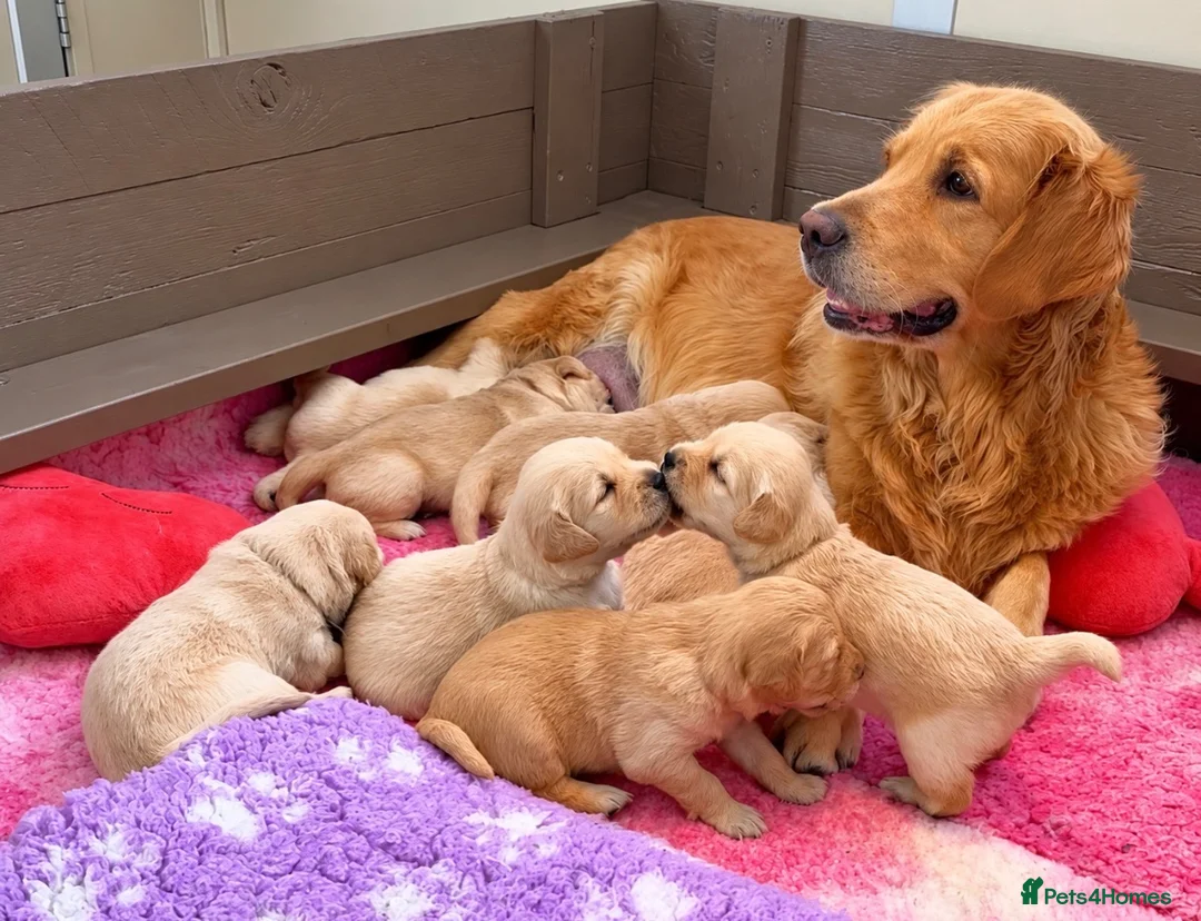 Golden Retriever dogs for sale: Golden Retriever Puppies - Advert 2