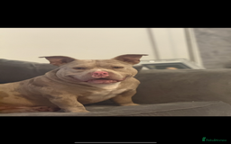 Mixed Breed dogs for sale: Pocket bully’s x staff pups  - Image 16