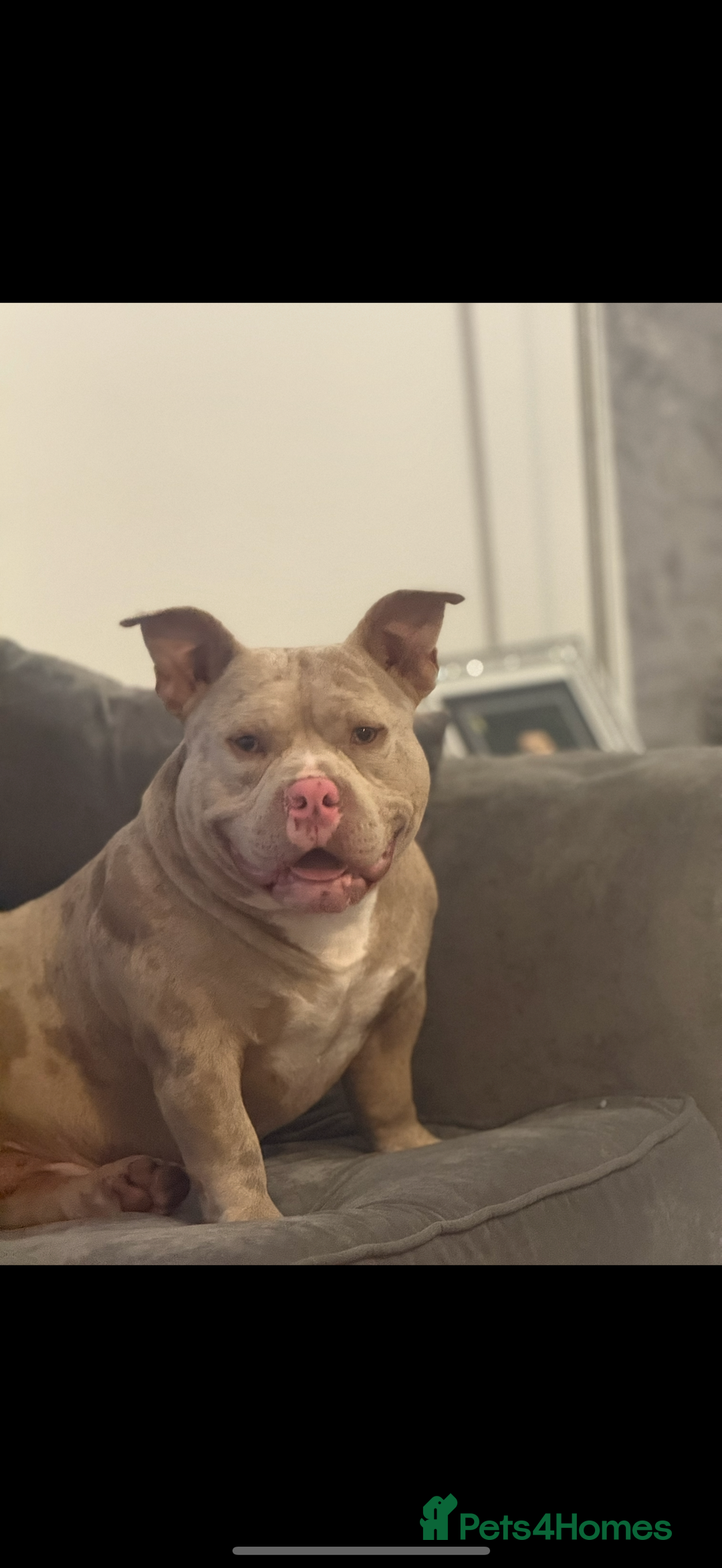 Mixed Breed dogs for sale: Pocket bully’s x staff pups  - Image 16