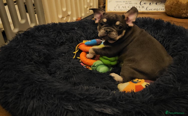 Frug dogs - Advert 2