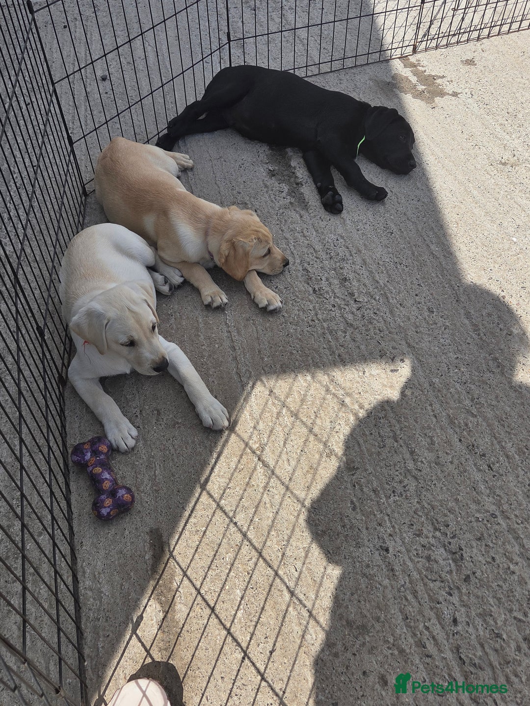 Labrador Retriever dogs for sale: Kc registered Labrador puppie ready to leave - Image 6