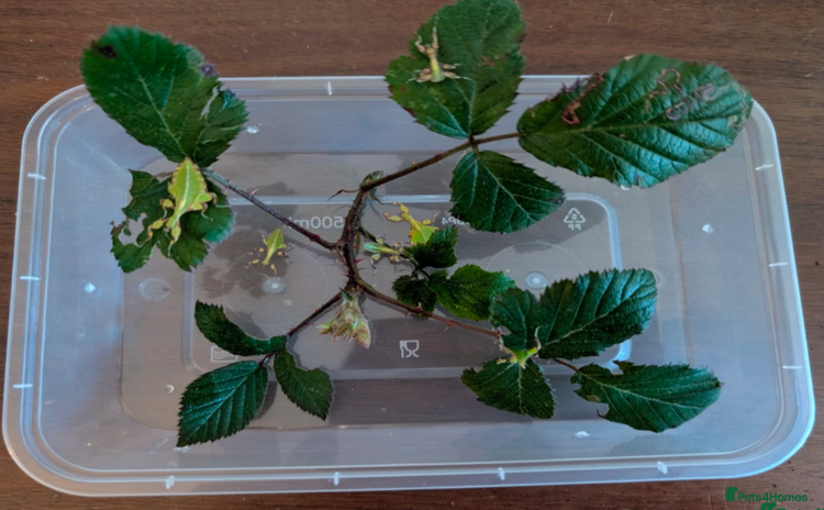 Stick Insects invertebrates - Advert 1