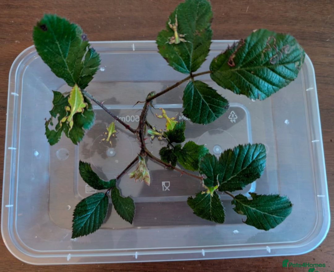 Stick Insects invertebrates for sale: 6 Happy and Healthy Leaf Insect Nymphs - Image 1