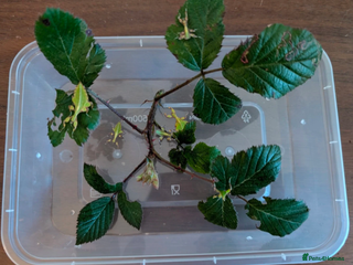 Stick Insects invertebrates 6 Happy and Healthy Leaf Insect Nymphs - Advert 12