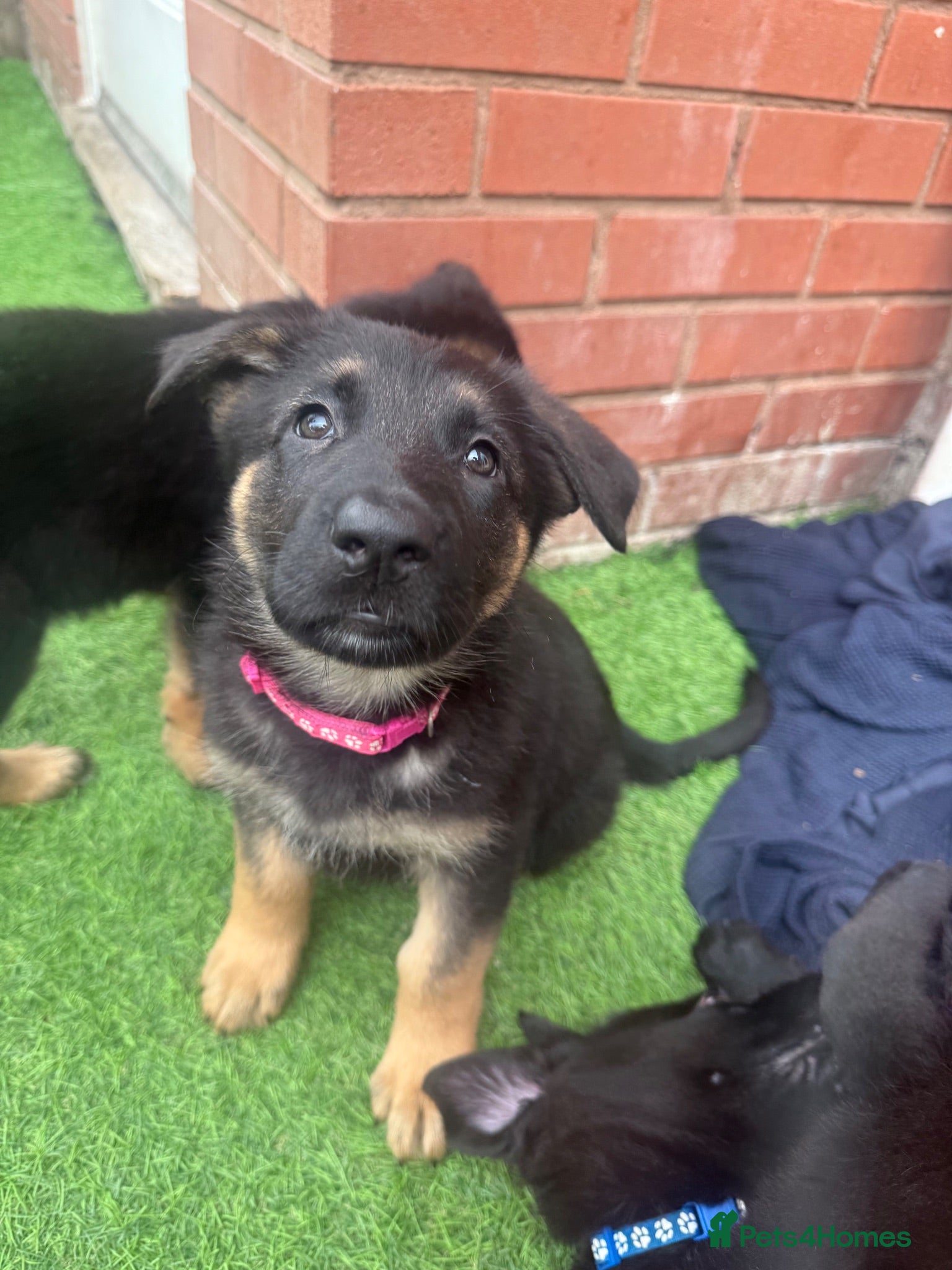 German Shepherd dogs Ready to go!! 8 German Shepard puppies.  - Advert 2