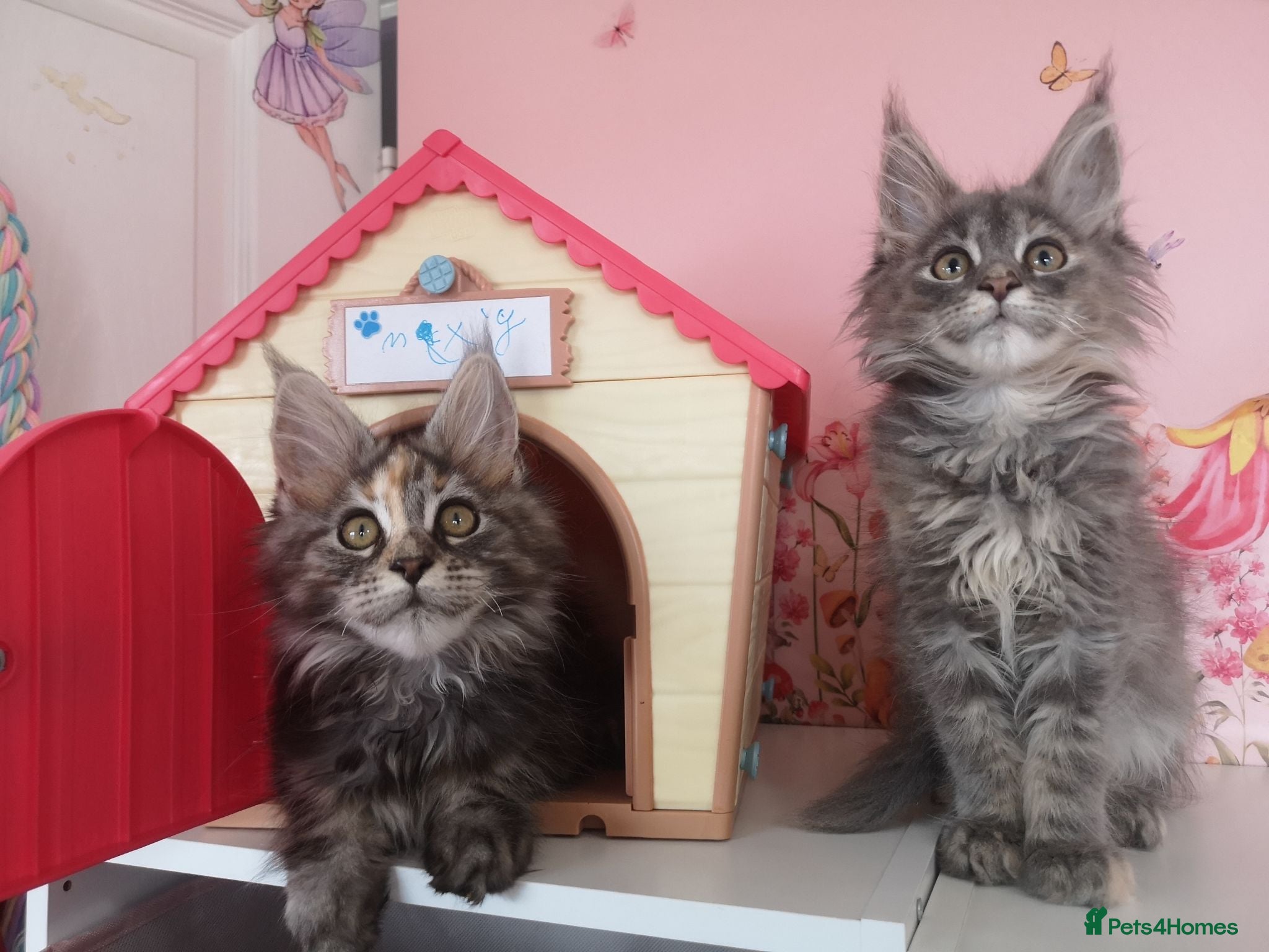 Maine Coon cats Both Parents DNA Tested&Tica registerd Maine Coons - Advert 13