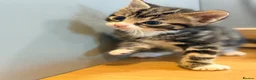 Mixed Breed cats for sale: Kittens for sale  - Advert 7