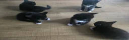 British Shorthair cats for sale: Five tuxedo  kittens  - Advert 4