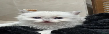 Ragdoll Kitten 4