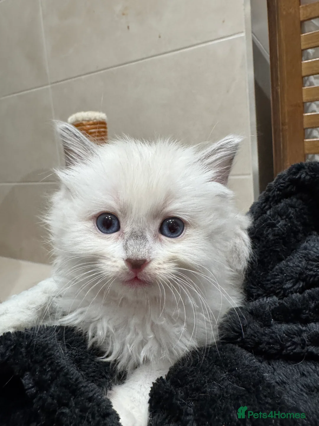 Ragdoll cats for sale: ragdoll kittens 1 GIRL left reduced to £500 - Advert 2