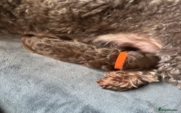 Sproodle dogs for sale:  Gorgeous F2 Sproodle Puppies – Family Raised  - Image 14