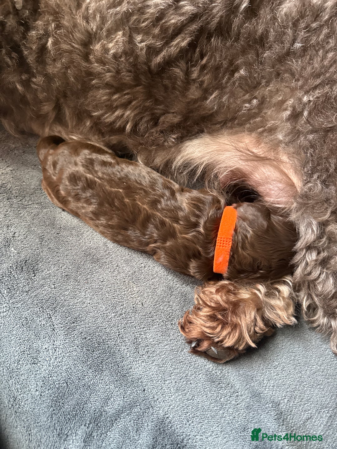 Sproodle dogs for sale:  Gorgeous F2 Sproodle Puppies – Family Raised  - Image 14