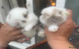 Dwarf Lop rabbits for sale: Baby rabbits  - Image 3