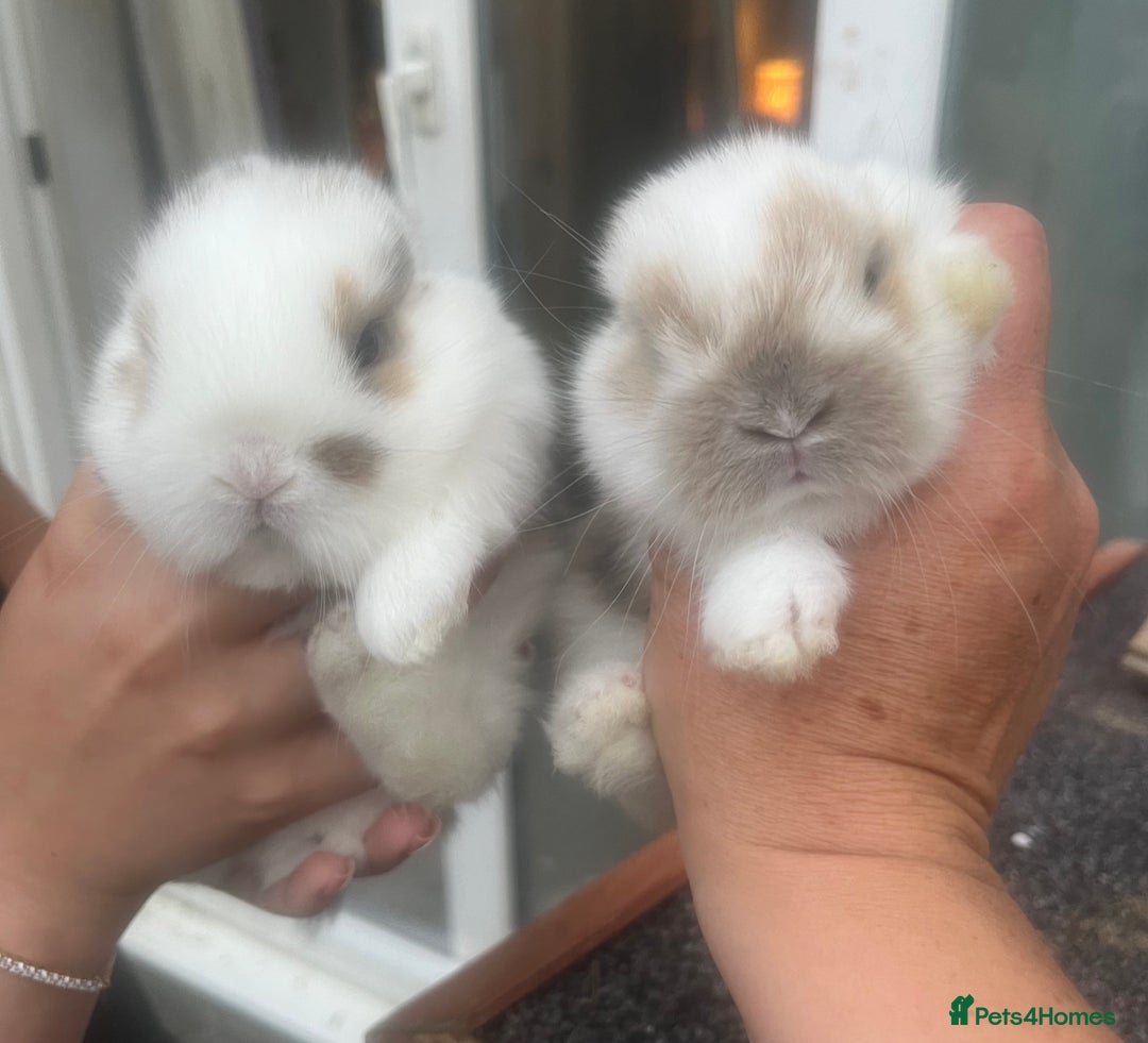 Dwarf Lop rabbits for sale: Baby rabbits  - Image 3