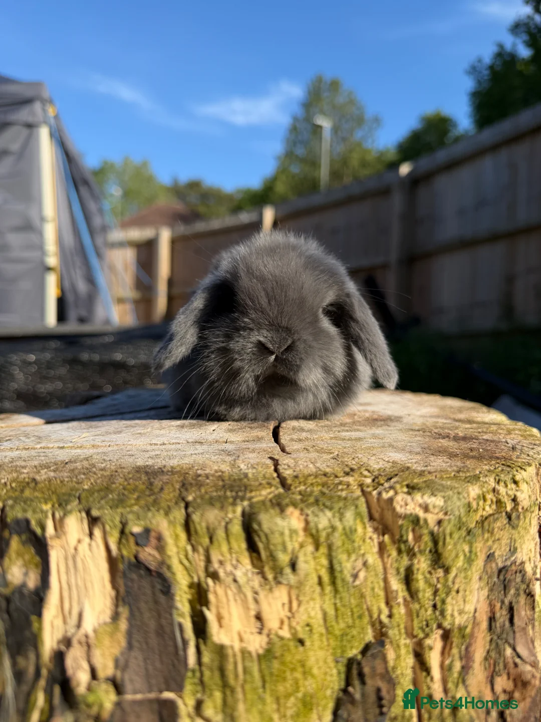 Mini Lop rabbits for sale: Mini Lop Doe - Advert 13