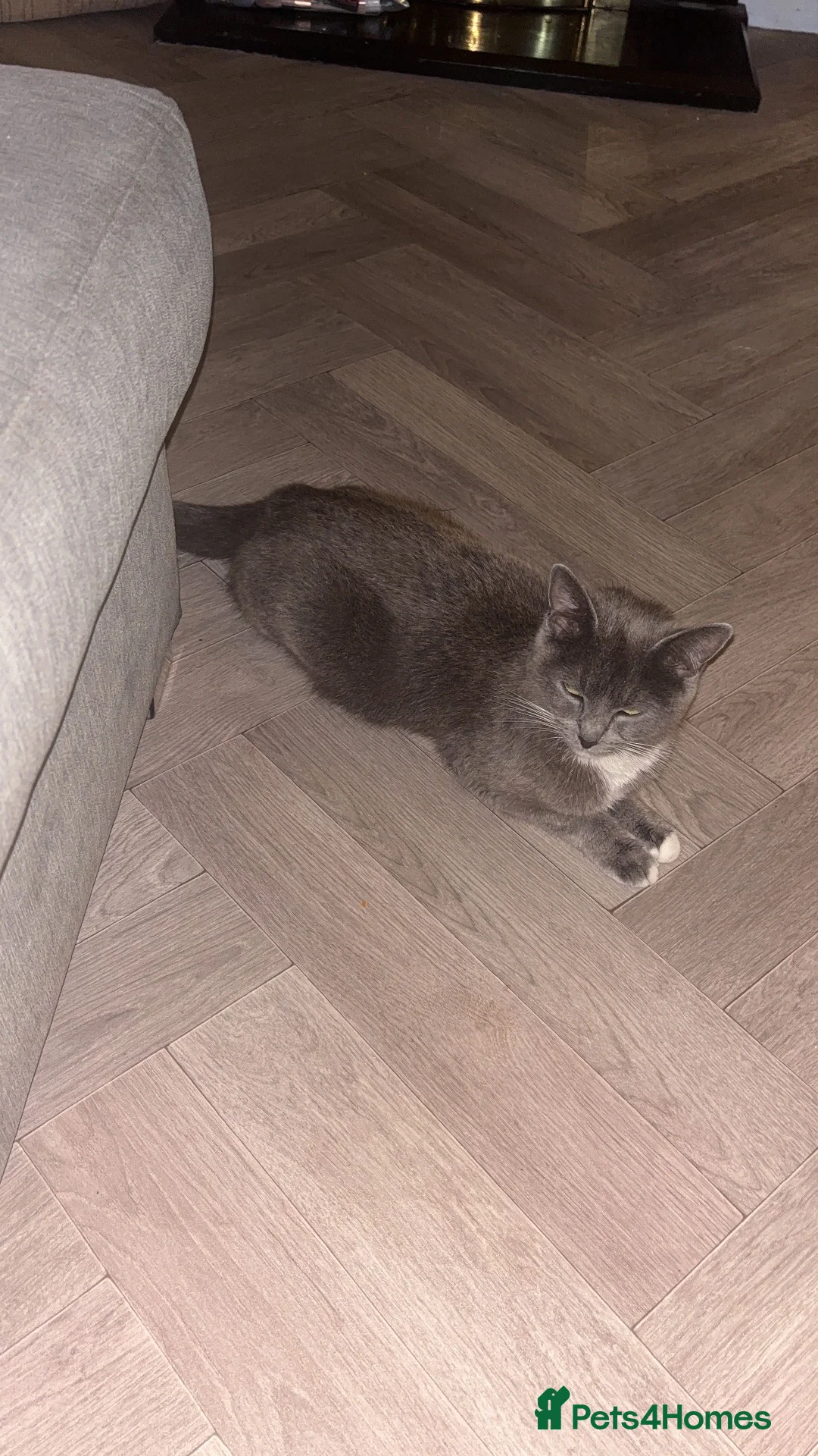Mixed Breed cats for sale: Boy kitten - Advert 1