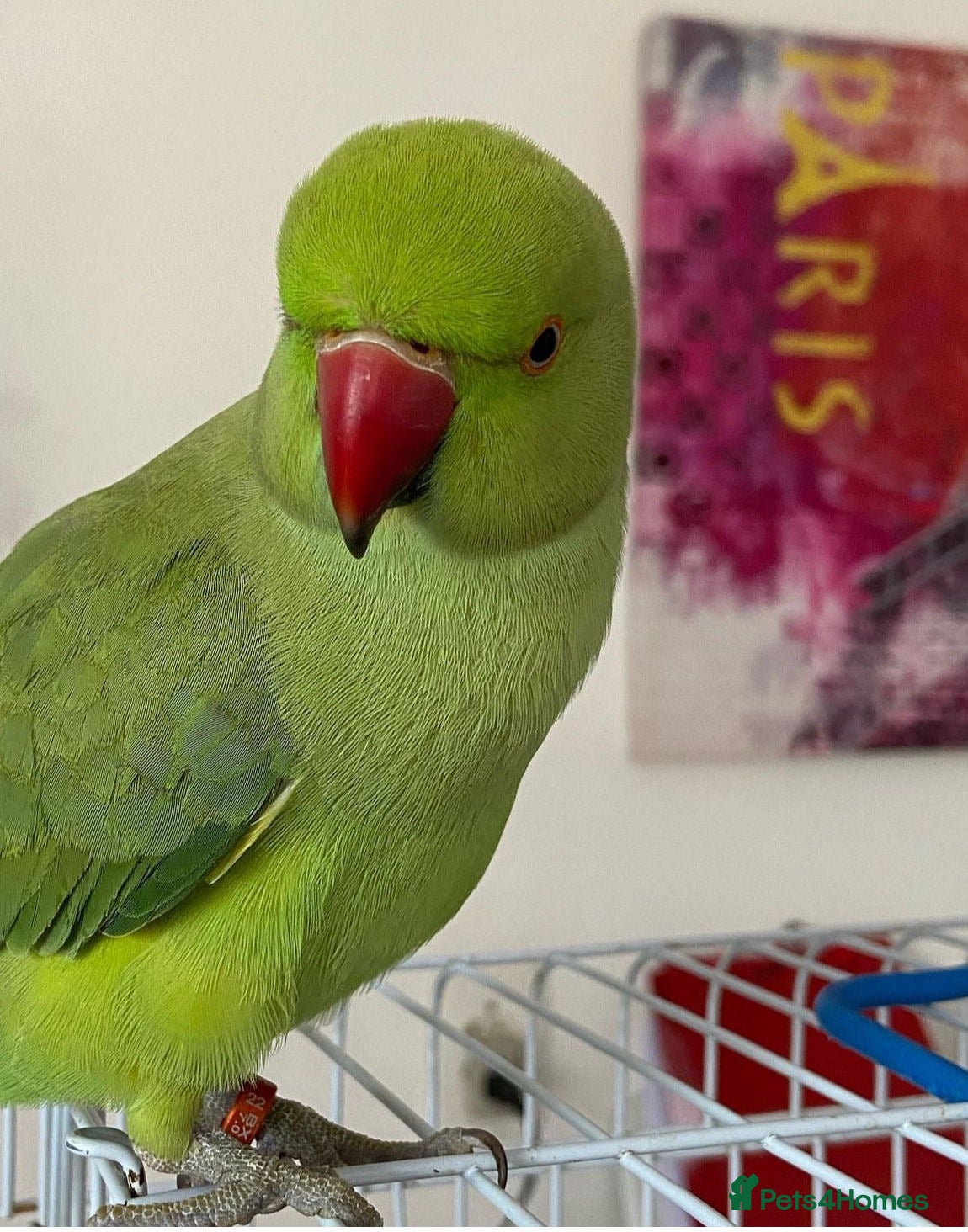 Ringnecks birds Tame Ringnecks for sale lovely kind birds  - Advert 16