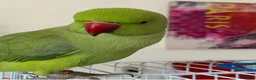 Ringnecks birds for sale: Tame Ringnecks for sale lovely kind birds  in Chesterfield - Advert 1
