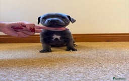 Staffordshire Bull Terrier dogs for sale: Gorgeous KC Reg/Health Tested Blue SBT Puppies - Image 13