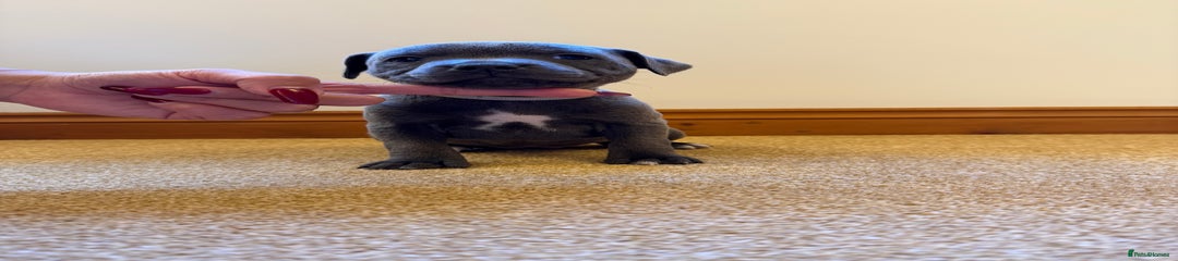 Staffordshire Bull Terrier Puppy 8