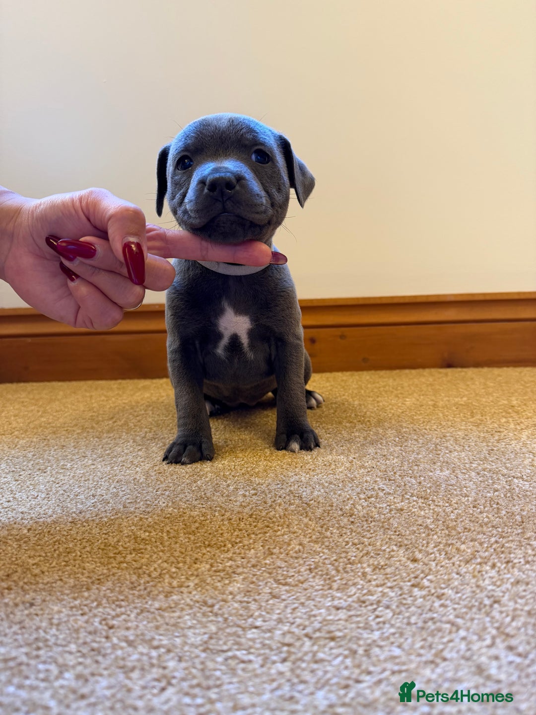 Staffordshire Bull Terrier dogs for sale: Gorgeous KC Reg/Health Tested Blue SBT Puppies - Image 13