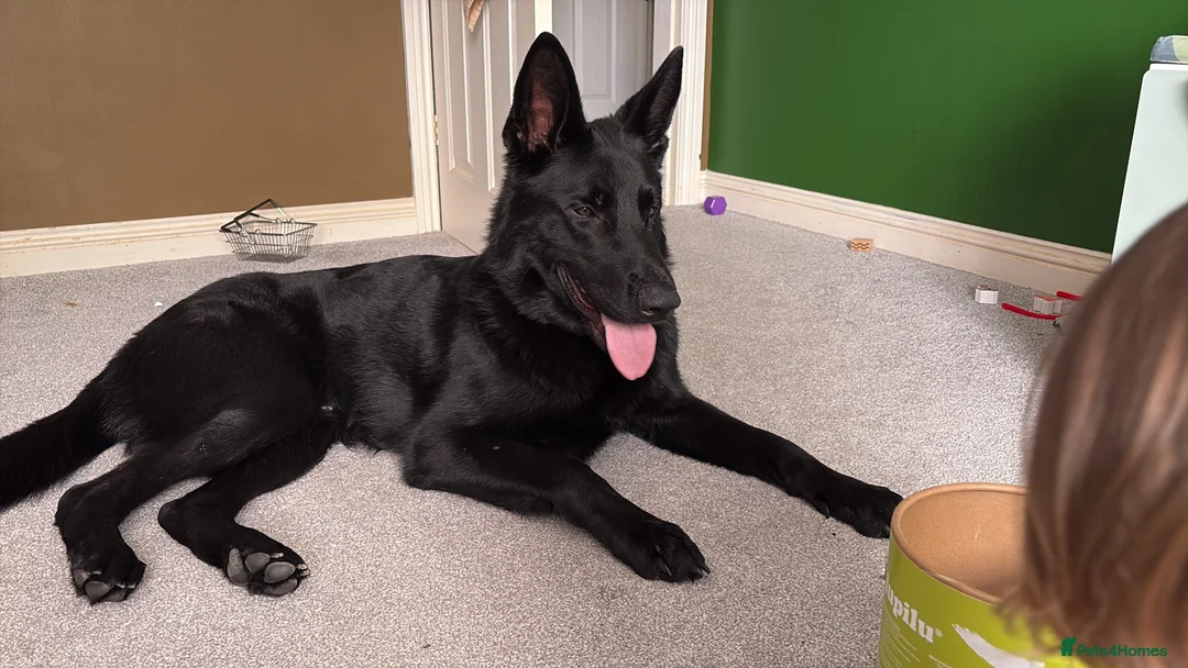 German Shepherd dogs for stud:  JET BLACK WORKING LINE GERMAN SHEPHERD AT STUD  - Advert 2
