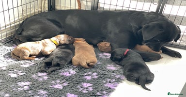 Labrador Retriever dogs - Advert 7