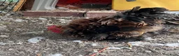 Chickens poultry for sale: Pekin Frizzle Bantam to find his new flock  - Advert 3