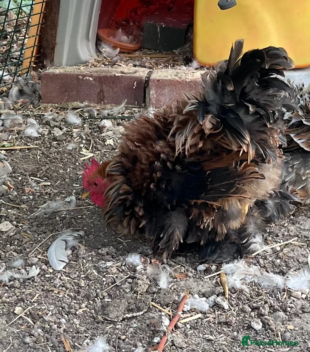 Chickens poultry for sale: Pekin Frizzle Bantam to find his new flock  - Advert 3