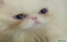 Persian cats for sale: Adults Blue eyes white, colourpoint, blue, black - Image 5