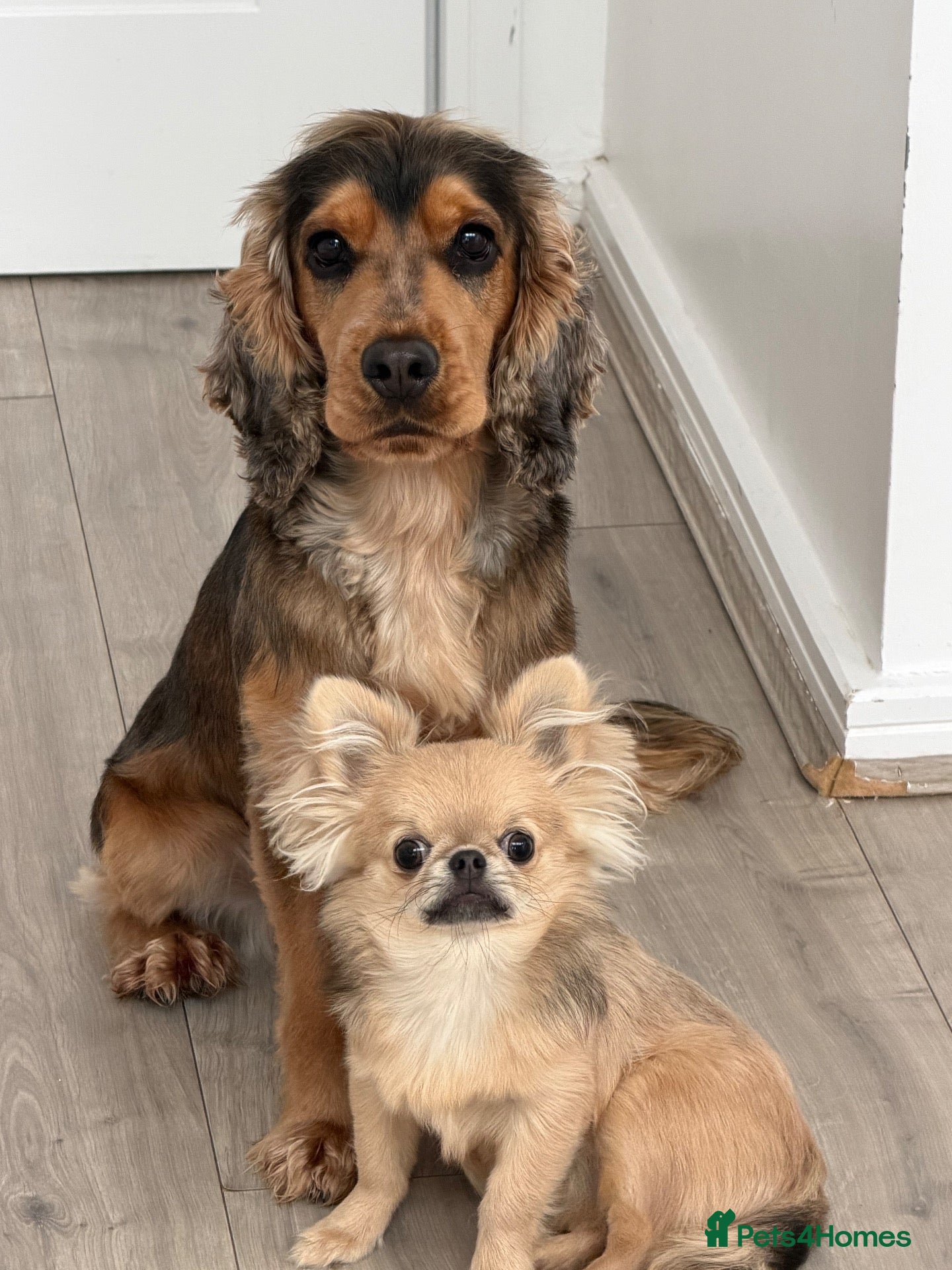 Chihuahua dogs Apple head chihuahua - Bluey - 9 months old  - Advert 2