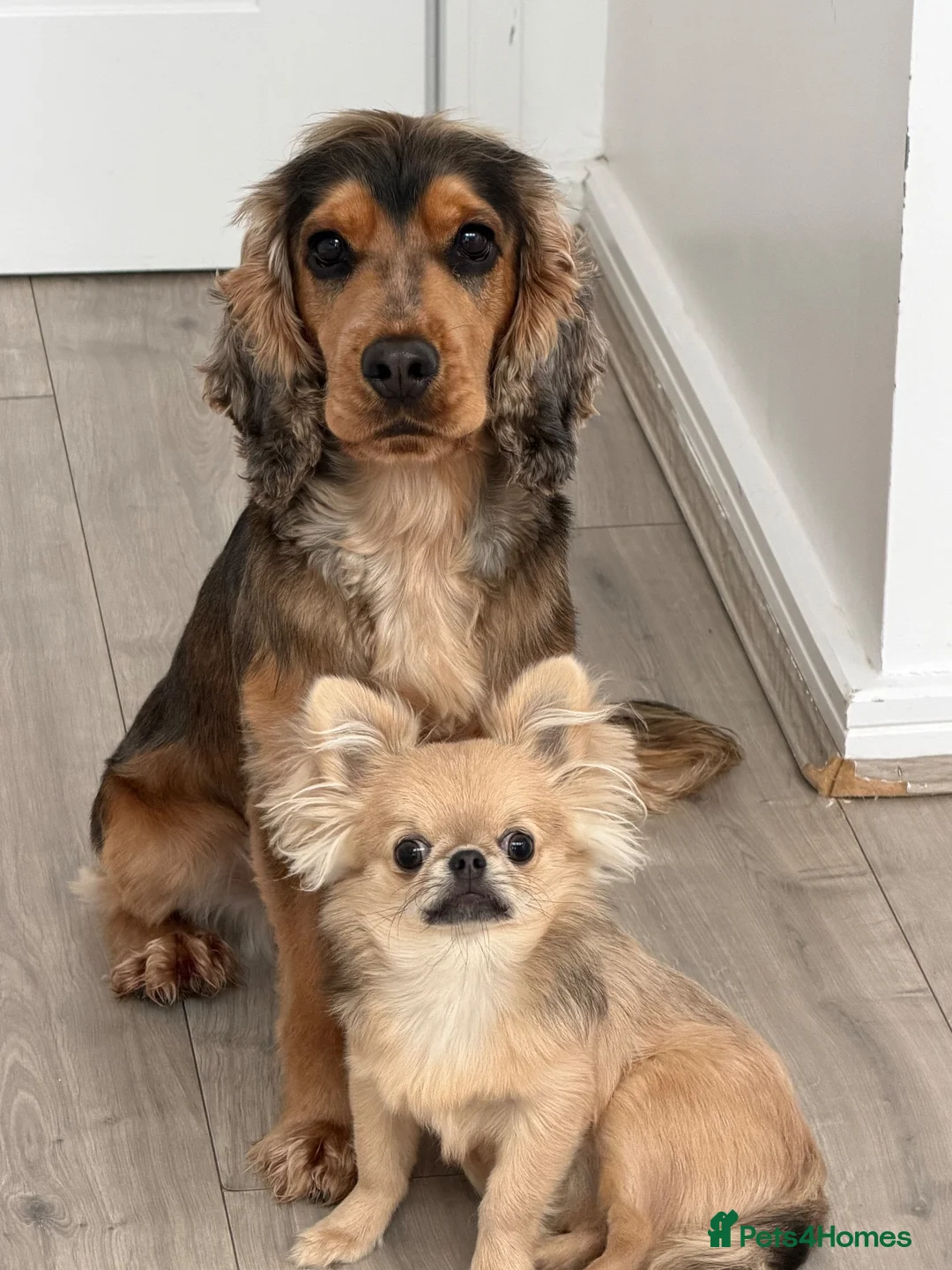 Chihuahua dogs for sale: Apple head chihuahua - Bluey - 9 months old  - Advert 1